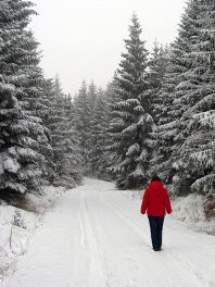 Woman taking relaxing walk in winter forest